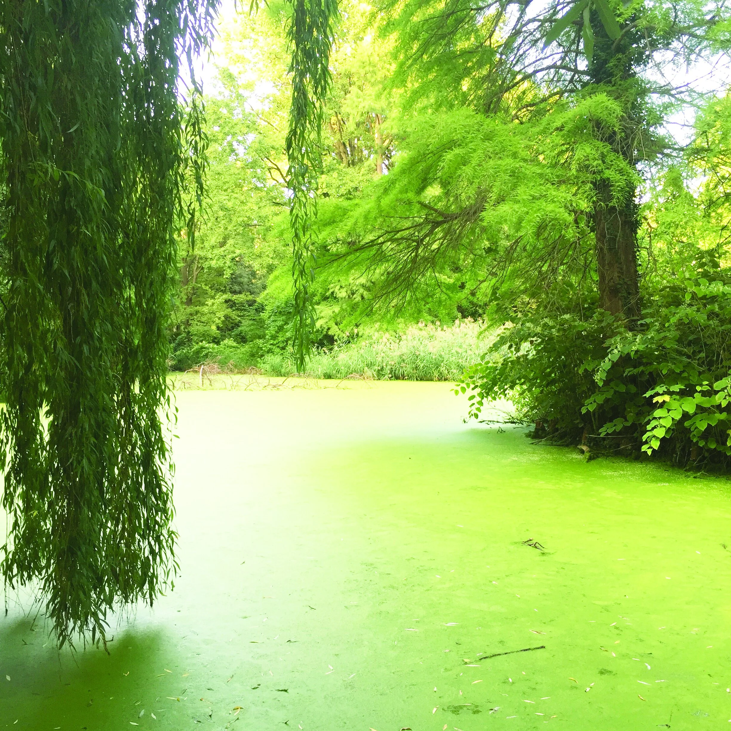 Organised scenery — Loh Xiang Yun